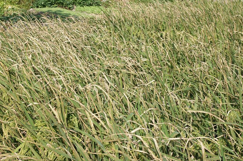 水稻白叶枯病的症状图片,水稻白叶枯病是真菌还是细菌