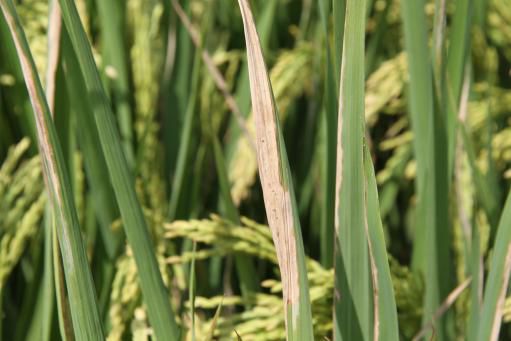 水稻白叶枯病的症状图片,水稻白叶枯病是真菌还是细菌