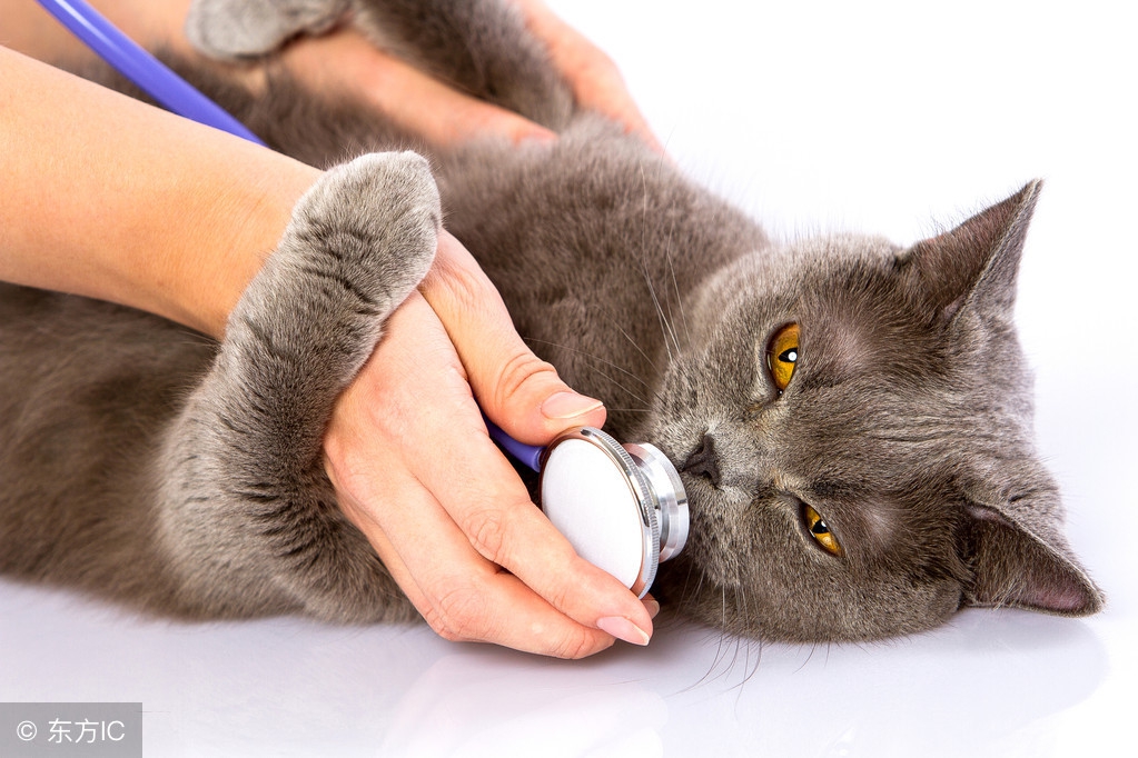 孩子被猫抓伤了需要打狂犬疫苗吗,孩子被猫抓伤了多少小时内打疫苗