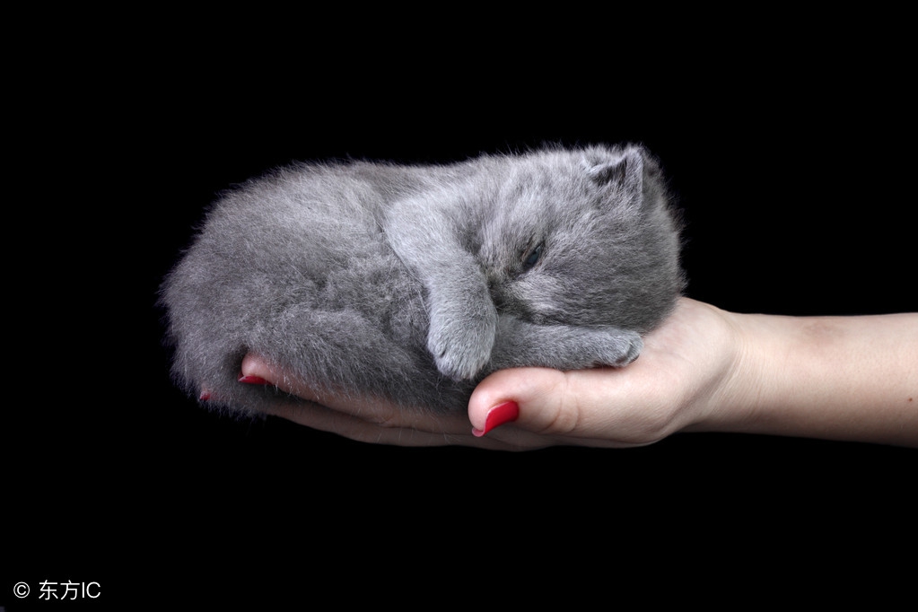 孩子被猫抓伤了需要打狂犬疫苗吗,孩子被猫抓伤了多少小时内打疫苗