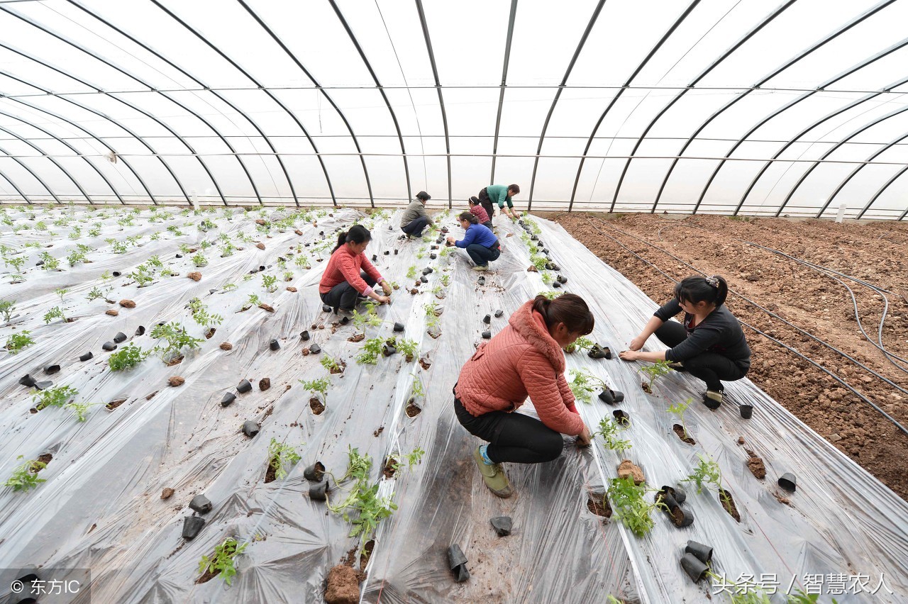 西红柿移苗的正确方法,西红柿定植后怎样使苗壮