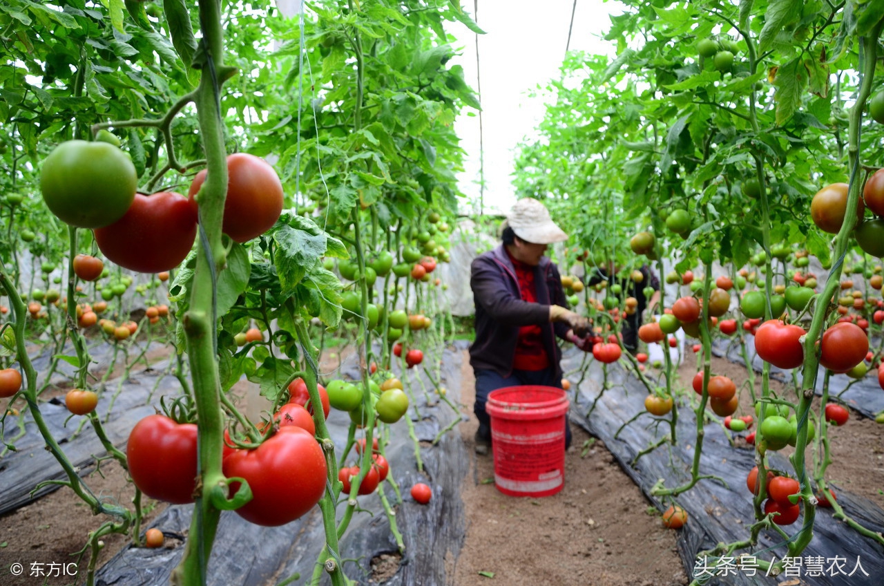 西红柿移苗的正确方法,西红柿定植后怎样使苗壮