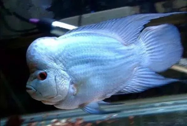 罗汉鱼如何养能变红,养罗汉鱼黑底黑背景可以吗