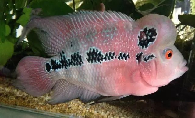 罗汉鱼如何养能变红,养罗汉鱼黑底黑背景可以吗