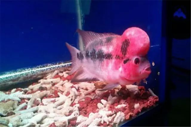 罗汉鱼如何养能变红,养罗汉鱼黑底黑背景可以吗