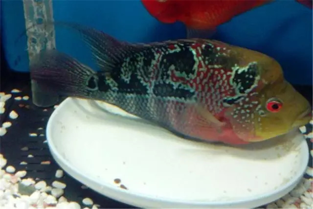 罗汉鱼如何养能变红,养罗汉鱼黑底黑背景可以吗