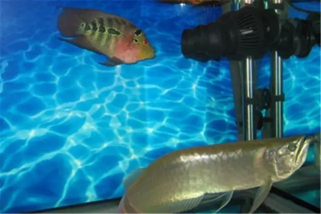 罗汉鱼如何养能变红,养罗汉鱼黑底黑背景可以吗