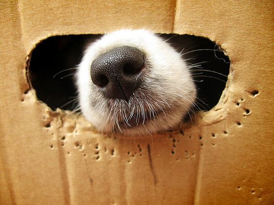 狗狗的鼻头怎么才能变黑,狗狗的鼻头有点掉色是怎么回事