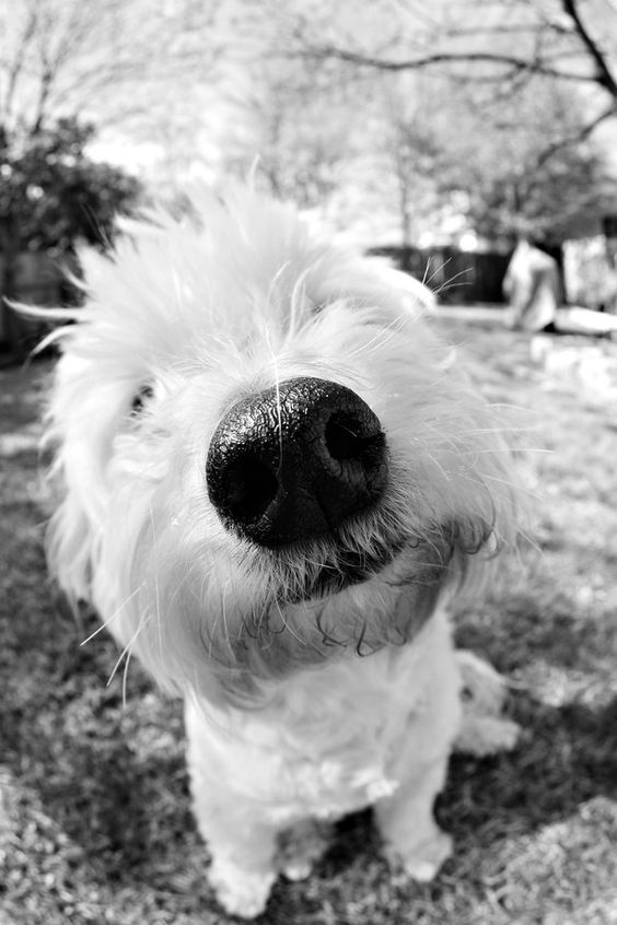 狗狗的鼻头怎么才能变黑,狗狗的鼻头有点掉色是怎么回事