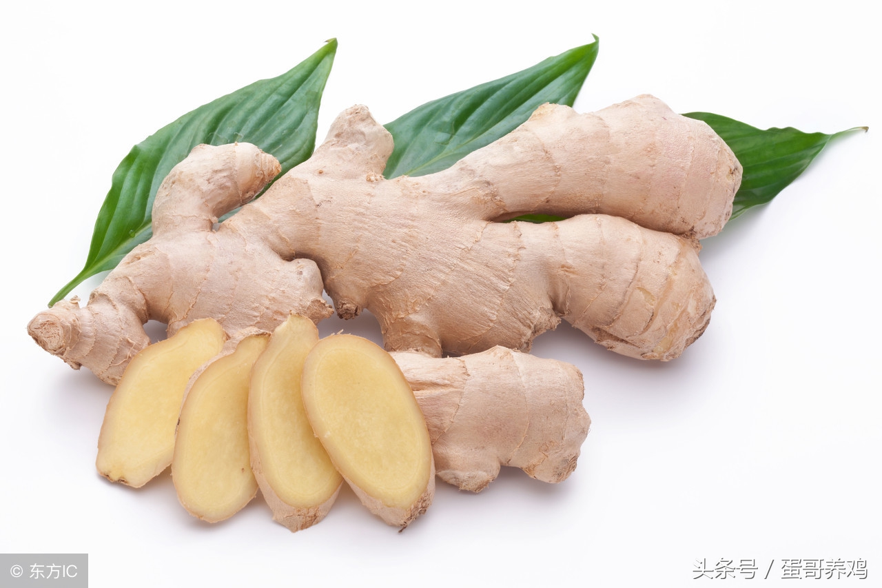 老兽医养鸡秘诀,养鸡怎么避免鸡瘟