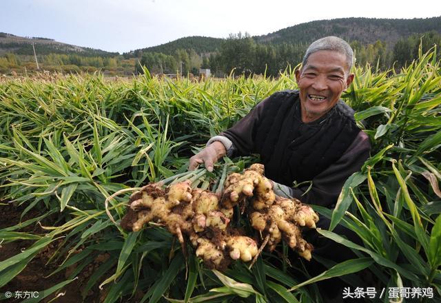 老兽医养鸡秘诀,养鸡怎么避免鸡瘟
