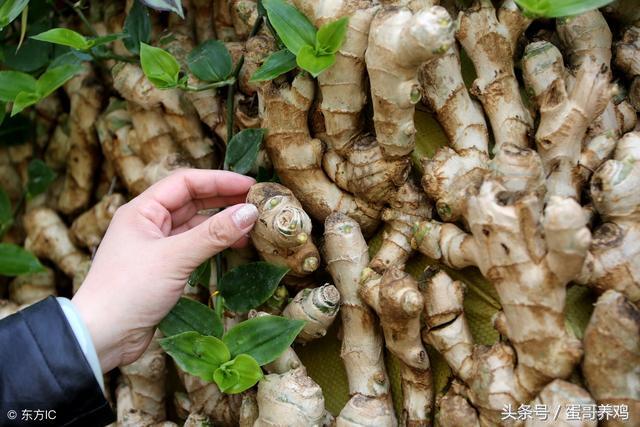 老兽医养鸡秘诀,养鸡怎么避免鸡瘟