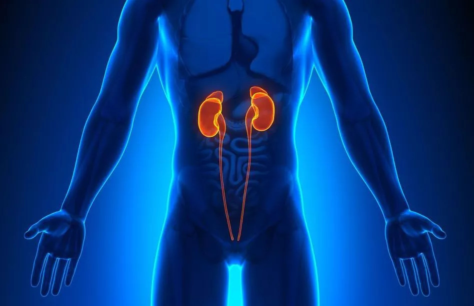 健身蛋副作用,健身蛋和增肌粉