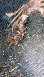 男子这样吃蟹险丧命！阳澄湖大闸蟹将上市，吃蟹千万别忘这些