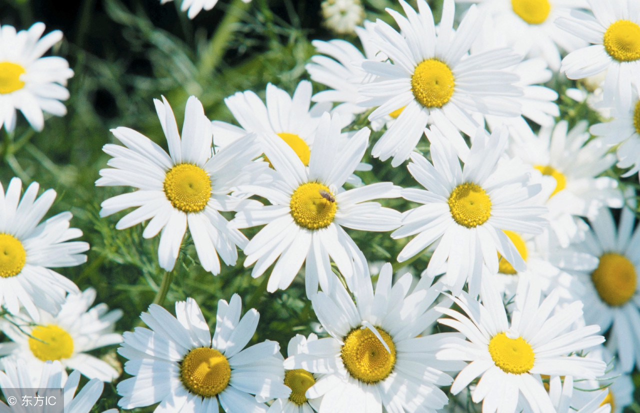 偷学明星抗衰计！周杰伦掉过的奶茶坑，张韶涵成功避过了！