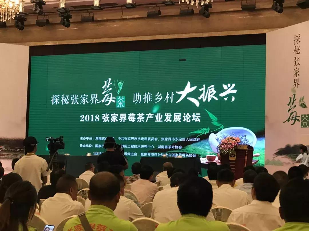 张家界莓茶将亮相茶博会,张家界莓茶文化节新闻发布会