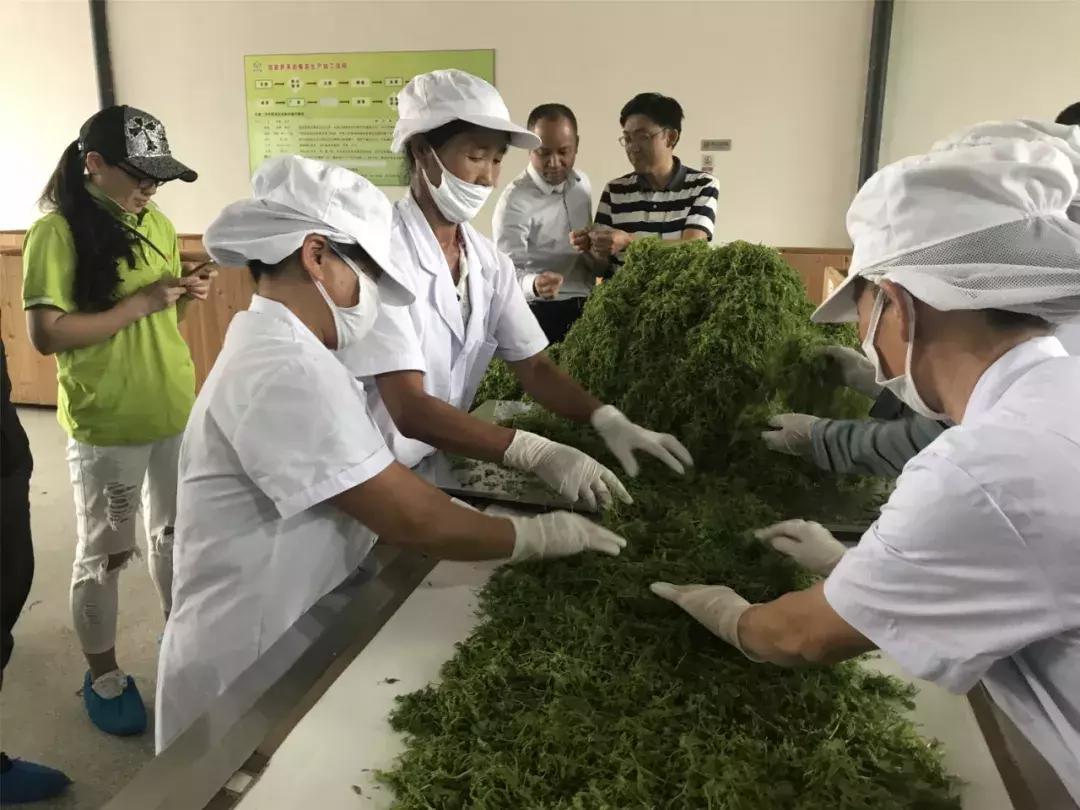 张家界莓茶将亮相茶博会,张家界莓茶文化节新闻发布会