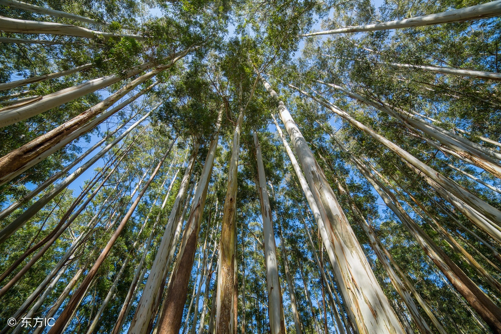 中国桉树有什么用途和作用,国家对桉树是什么态度