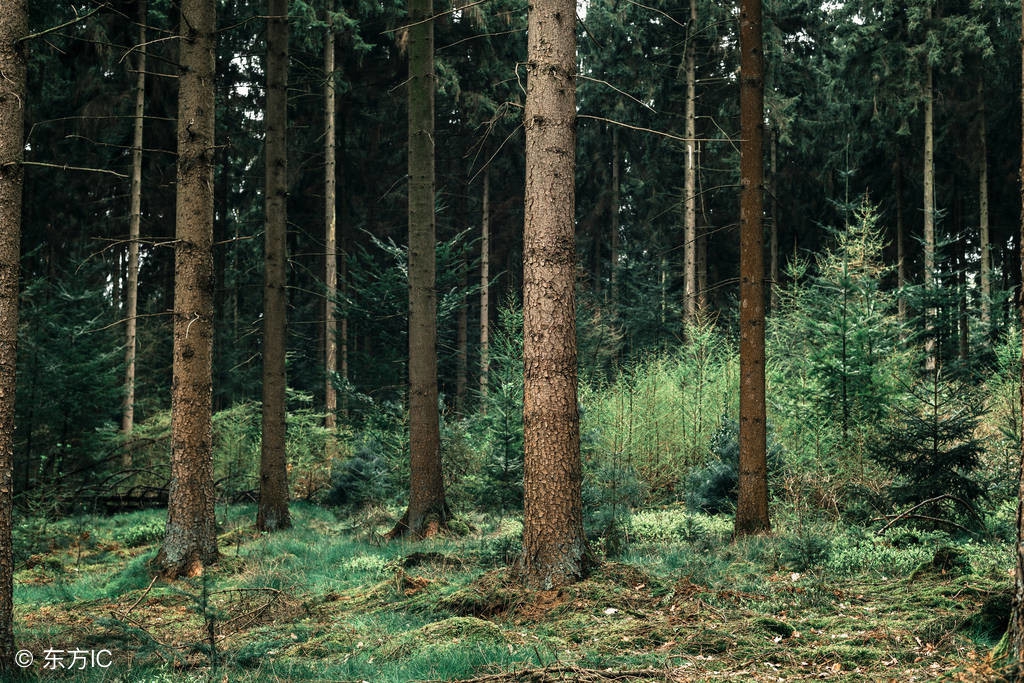 中国桉树有什么用途和作用,国家对桉树是什么态度