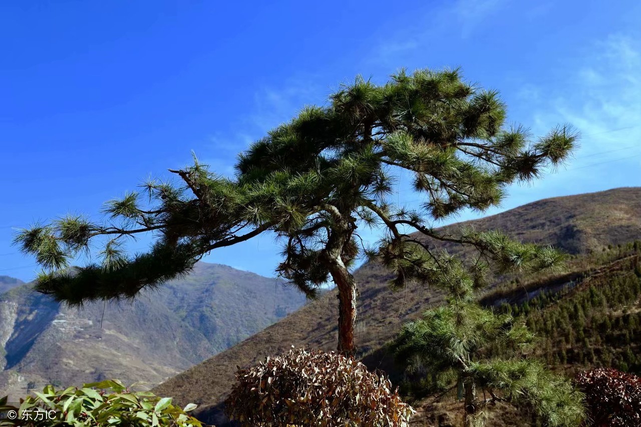 中国桉树有什么用途和作用,国家对桉树是什么态度