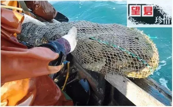 66岁母亲卖海参,老人用白菜价买海参