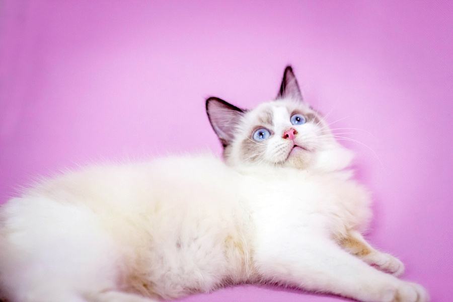 日本十大顶级发明,日本三大发明是哪三个