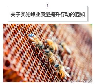 9.11农服资讯:张家界莓茶带动4000农户脱贫