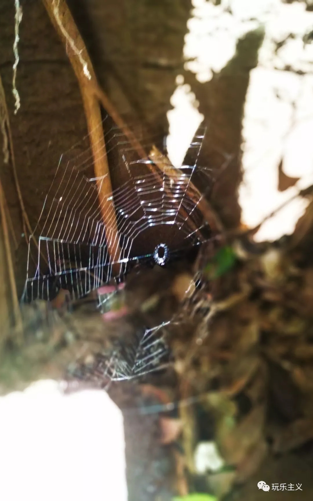 吴哥游玩详细攻略 (想把吴哥逛美了)