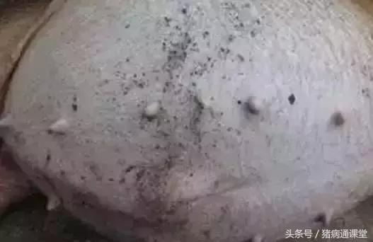 母猪胀气特效药,母猪胀气加什么药保健