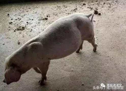 母猪胀气特效药,母猪胀气加什么药保健