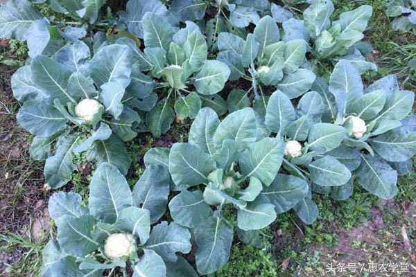 花菜怎样种植技术视频,花菜怎样种植怎样管理结得多