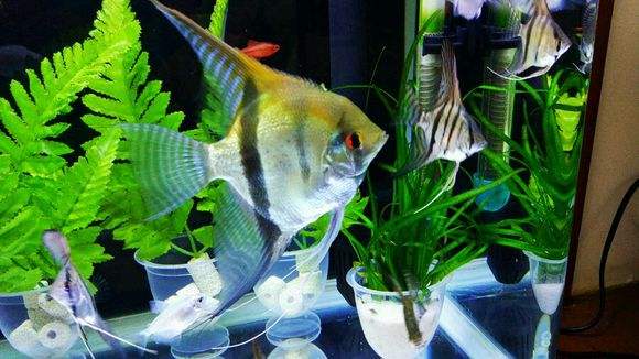 鱼缸出现油膜用什么鱼清理,鱼缸水面有油膜和气泡怎么办