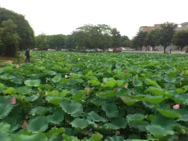 深圳出发高铁可达的古镇,深圳高铁直达的旅游景点