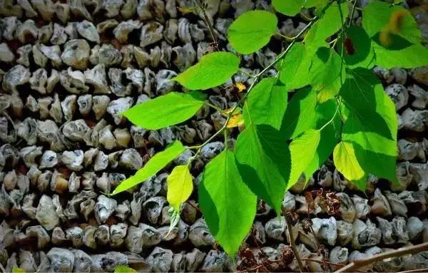 深圳出发高铁可达的古镇,深圳高铁直达的旅游景点