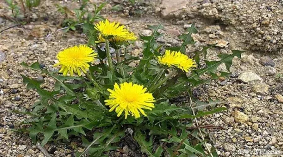 甘肃野草蒲公英,草根野生蒲公英