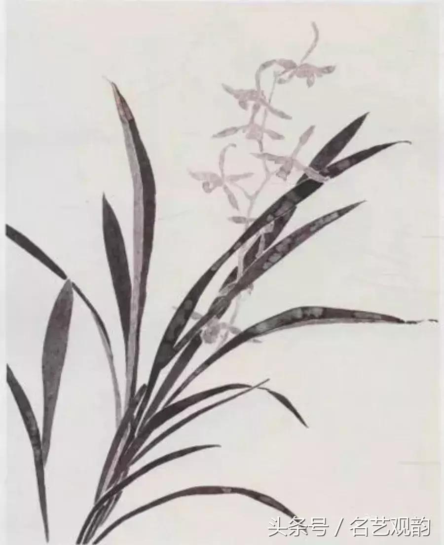 中国画技法之没骨画法的经典范画,没骨画法和写意画的区别