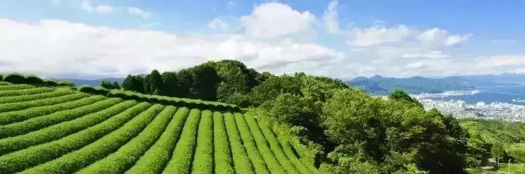 日本农产品非常好的原因,日本高端农产品