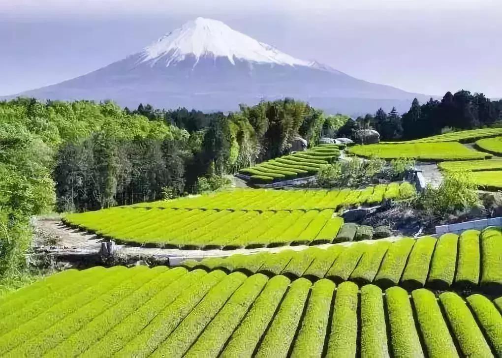 日本农产品非常好的原因,日本高端农产品