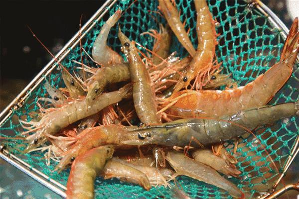 一千斤巨型龙虾,18斤巨型龙虾