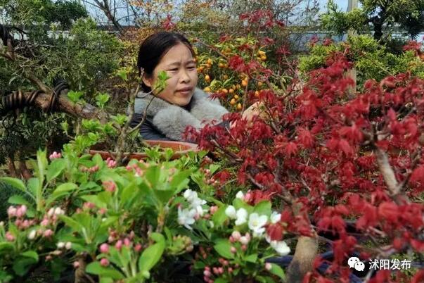 花农变网红直播大棚,看乡村变化直播