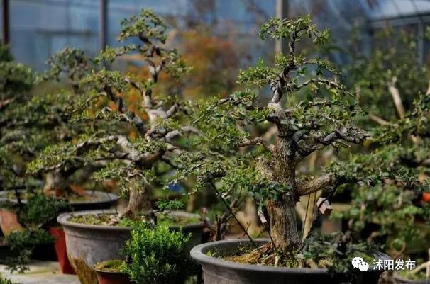 花农变网红直播大棚,看乡村变化直播