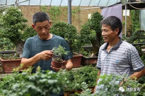 花农变网红直播大棚,看乡村变化直播