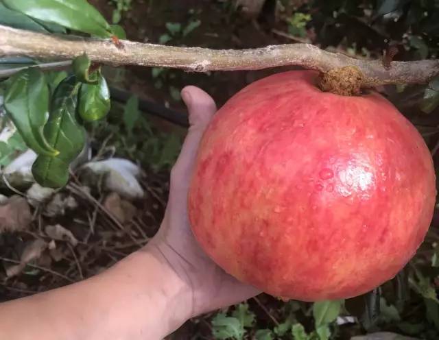 红润有食欲，一咬就爆汁，不用吐籽的突尼斯软籽石榴，甜滋滋货比十几家后，我们帮你选了这个