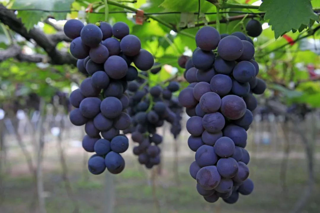 七彩西昌安宁河,七彩西昌排名第几