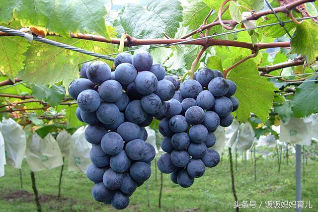 怀孕后多吃哪种食物,最适合孕妇初期吃的6种水果