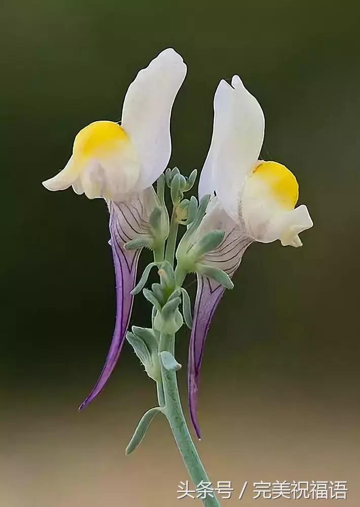 会动的视觉图片14张,会动的图片21张太美了