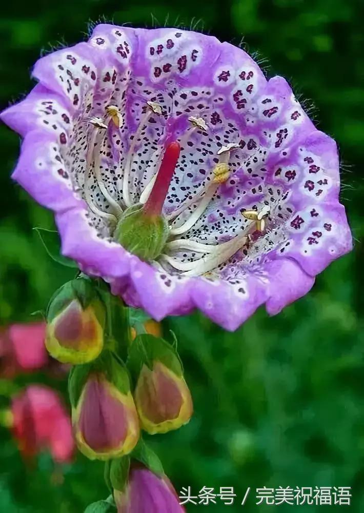 会动的视觉图片14张,会动的图片21张太美了