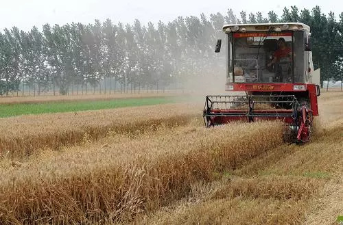 一亩种小麦和水稻能投入多少钱,种植一亩水稻利润有多少
