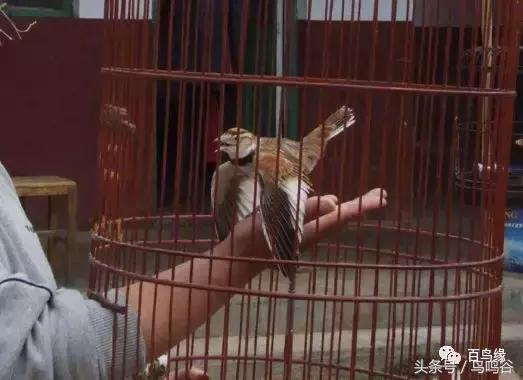 老野历史,老野是怎么火的