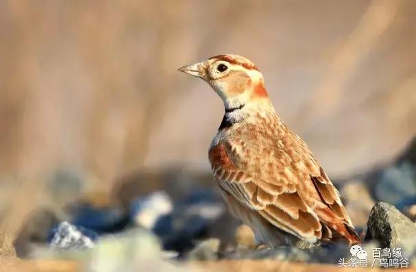 老野历史,老野是怎么火的